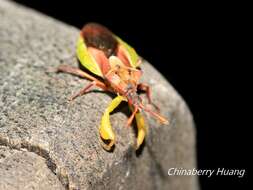 Plancia ëd Cnizocoris dimorphus Maa & Lin 1956