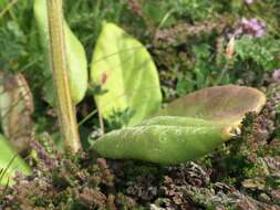 Image of Tephroseris integrifolia subsp. maritima (Syme) B. Nord.