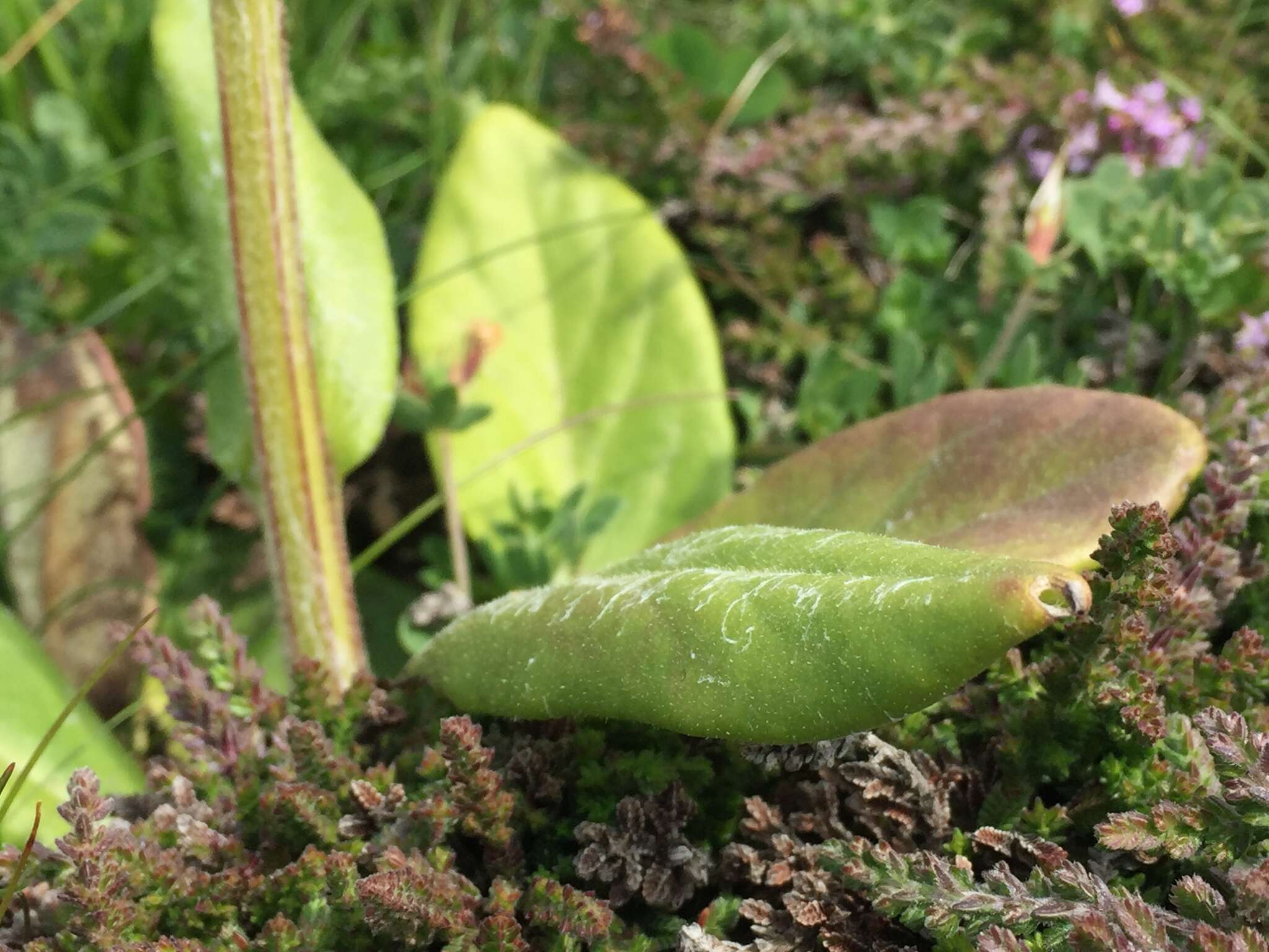 Imagem de Tephroseris integrifolia subsp. maritima (Syme) B. Nord.