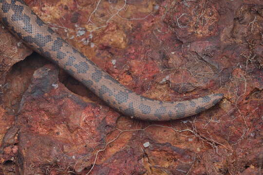 Image of Whitaker’s sand boa