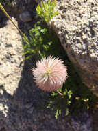 Image of white pasqueflower