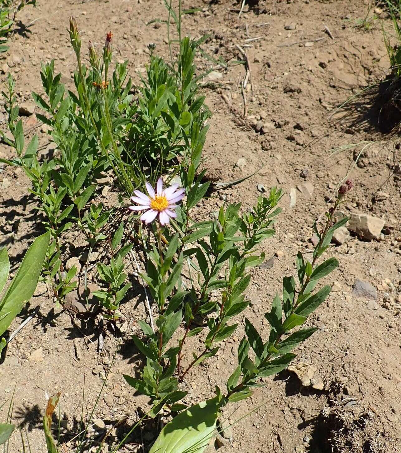 Image of Engelmann's aster