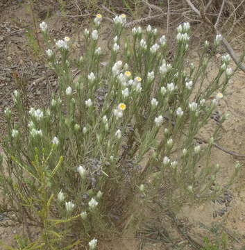 Image of Achyranthemum paniculatum