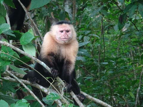 Image of Panama capuchin monkey