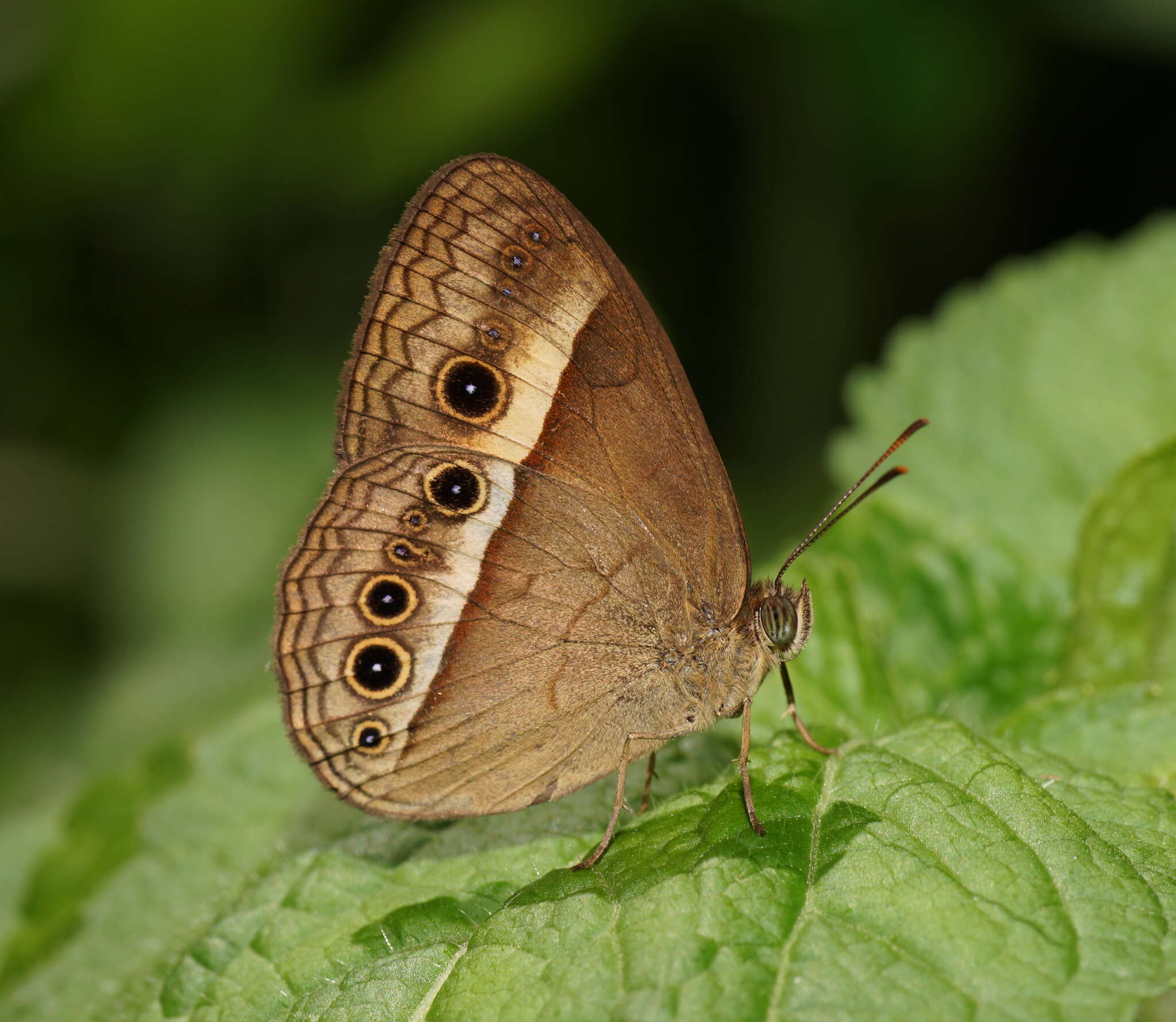 Image of Orange Bush-brown