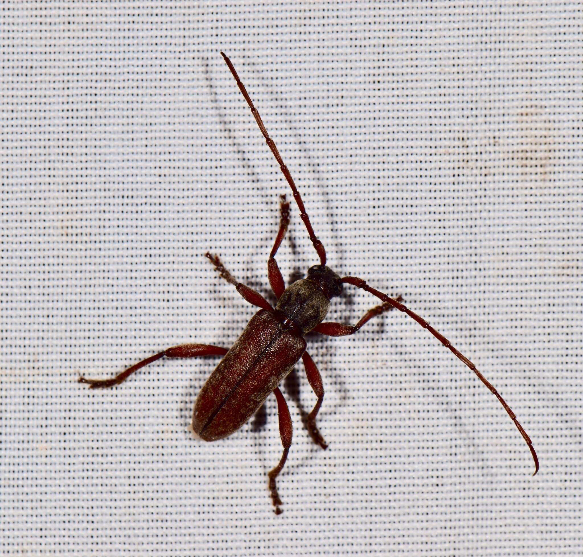 Plancia ëd Anelaphus badius Chemsak 1991