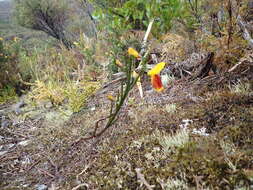 Image of Scotch broom