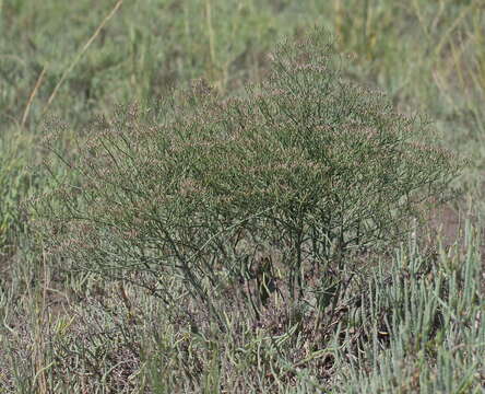 Imagem de Limonium brasiliense (Boiss.) O. Kuntze