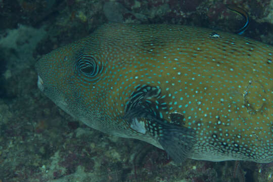 Image of Blue-spotted Puffer