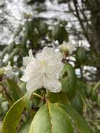 صورة Rhododendron carolinianum Rehder