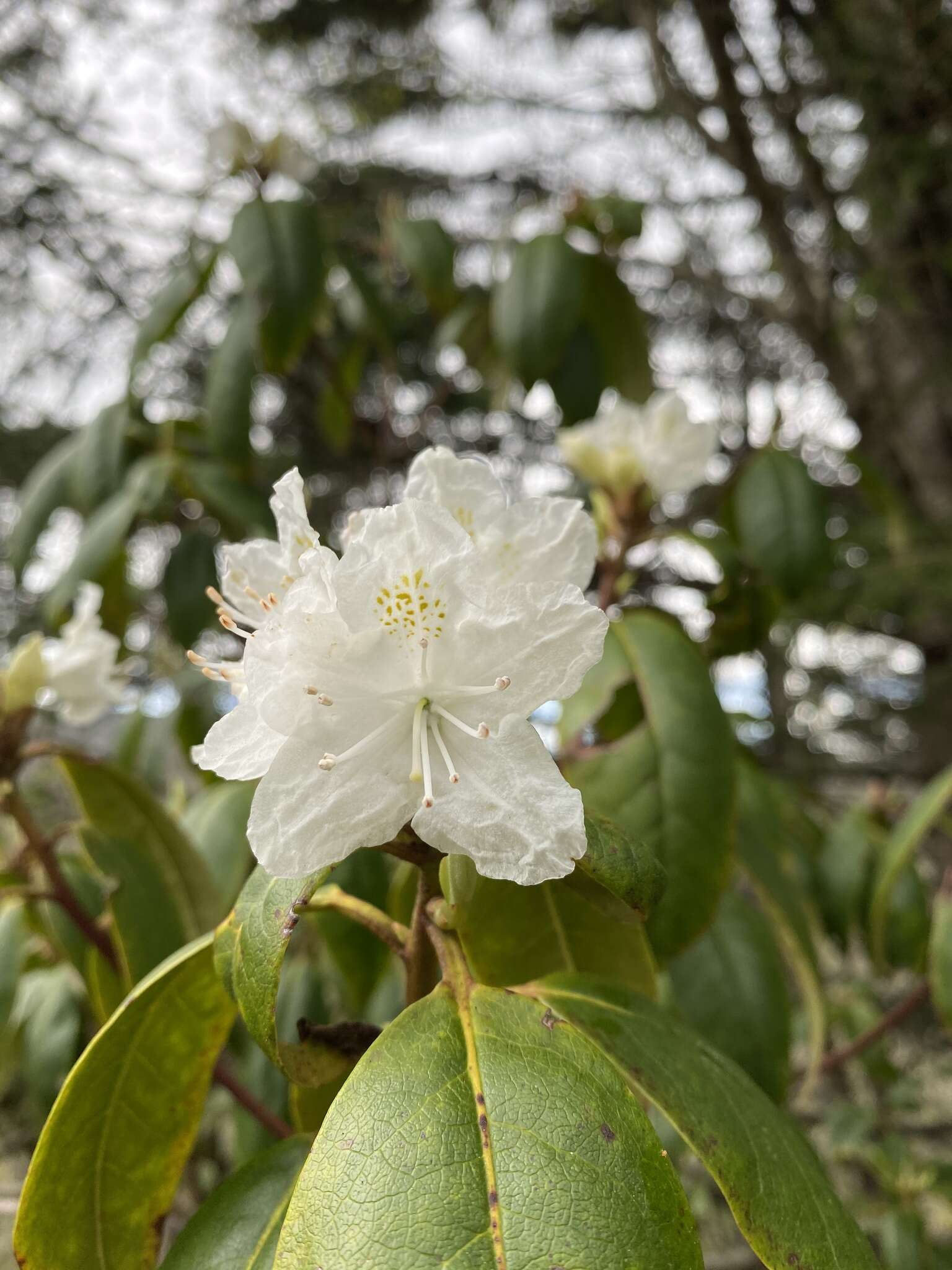 صورة Rhododendron carolinianum Rehder