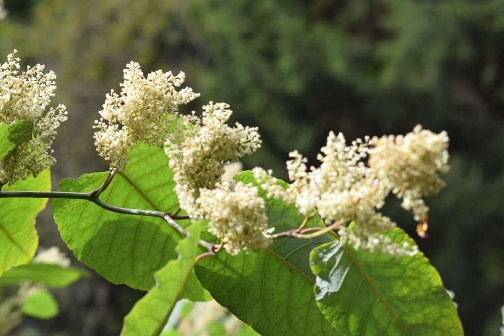 Plancia ëd Reynoutria sachalinensis (Friedrich Schmidt Petrop.) Nakai