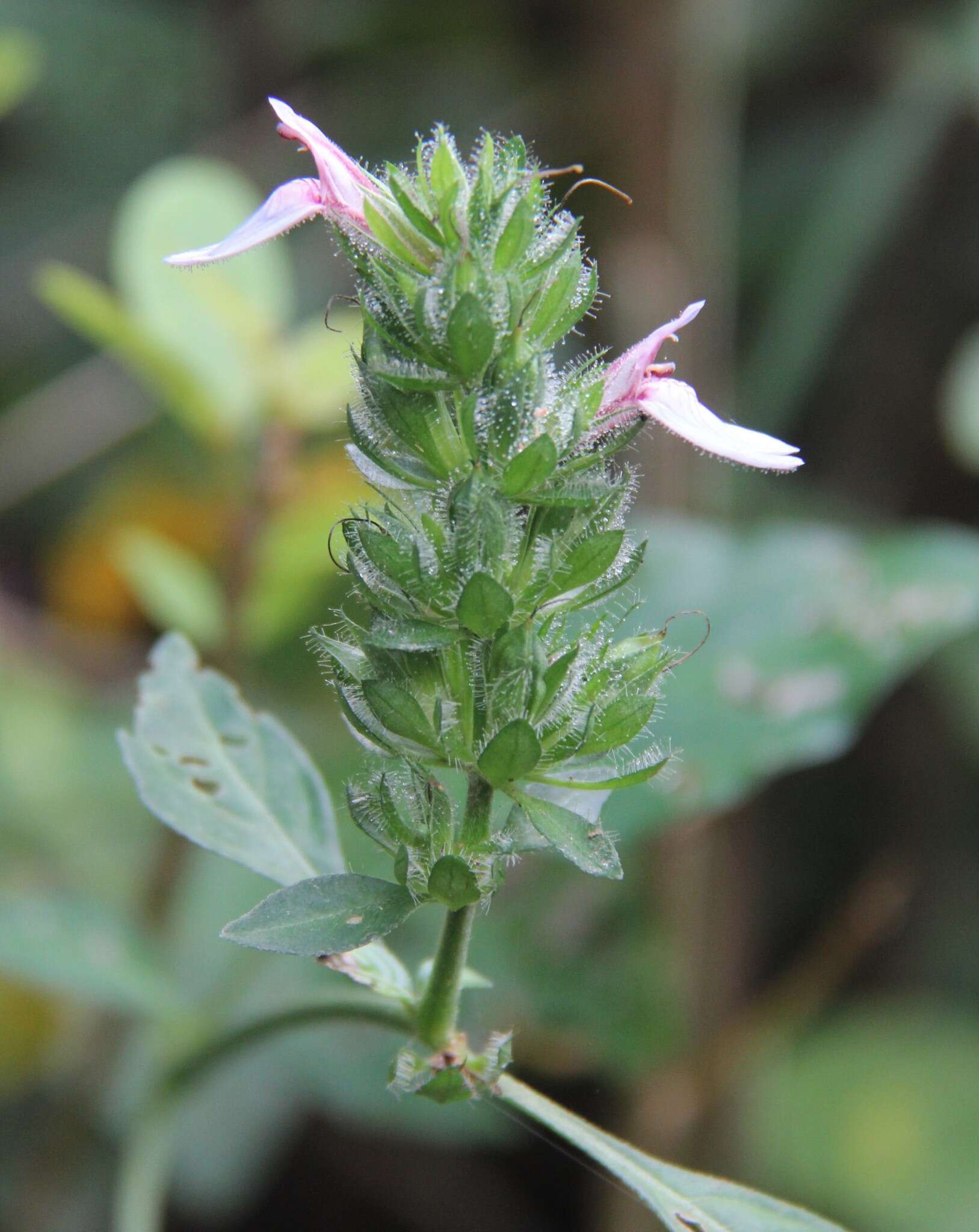 Image of Justicia petiolaris (Nees) T. Anders.