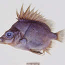 Image of Big-spined boarfish