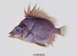 Image of Big-spined boarfish
