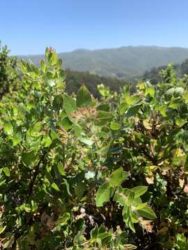 Image of Montara manzanita