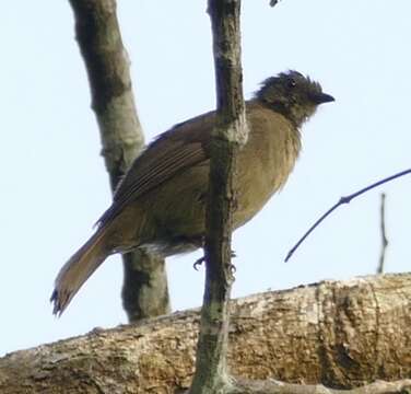 Image of Little Greenbul