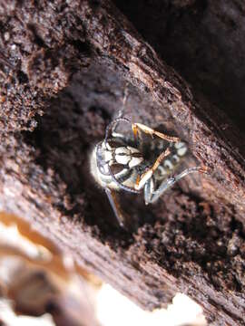 Image of Bald-faced Hornet