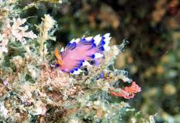 Image of Whitetip purple cerrata pink slug