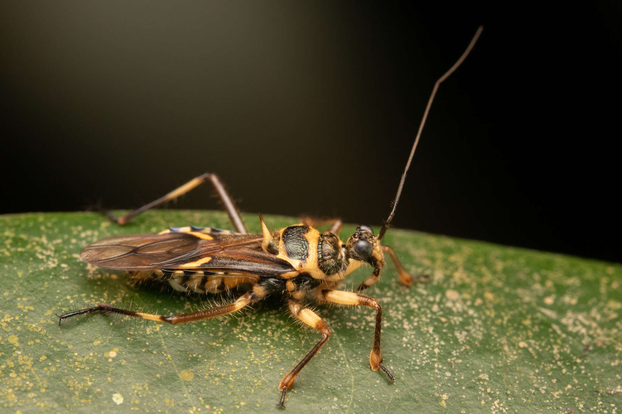 Image of Inara flavopicta Stål 1859