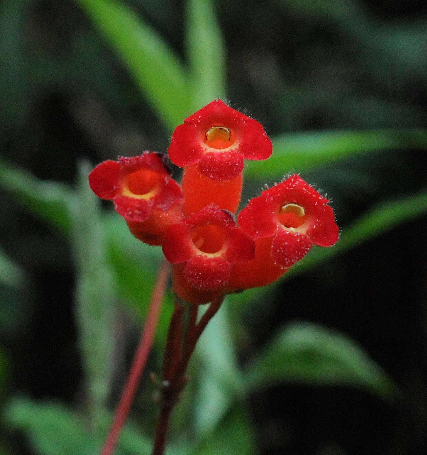 Image of Kohleria trianae (Regel) Hanst.