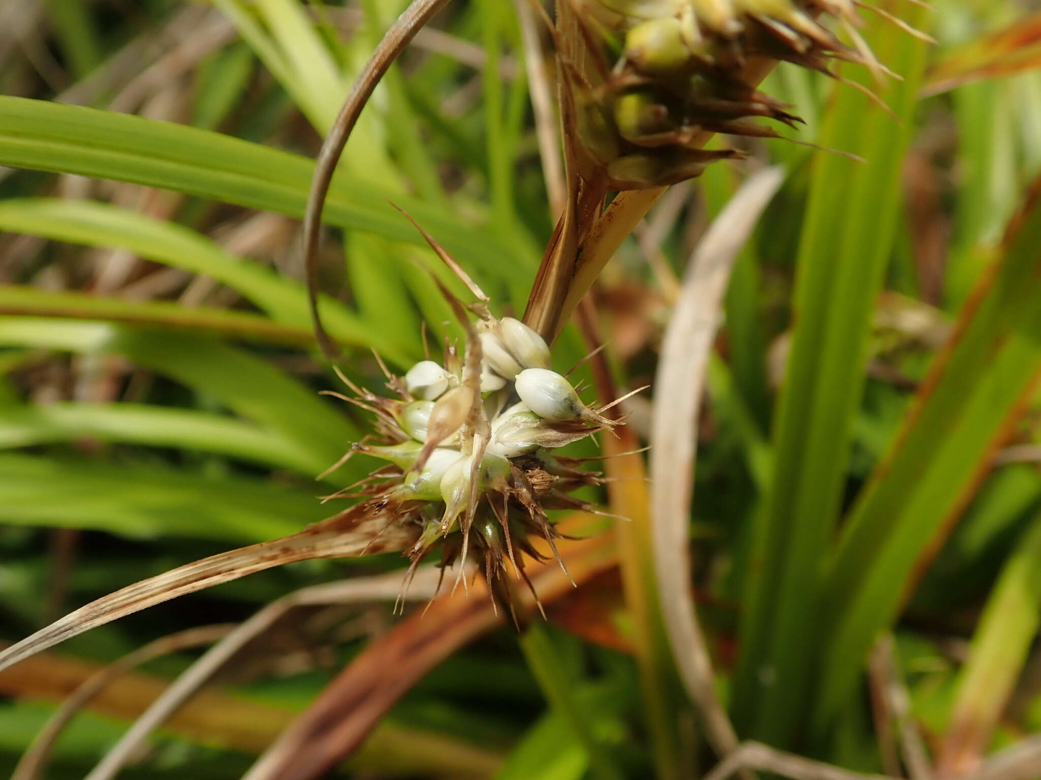 Imagem de Carex wahuensis C. A. Mey.