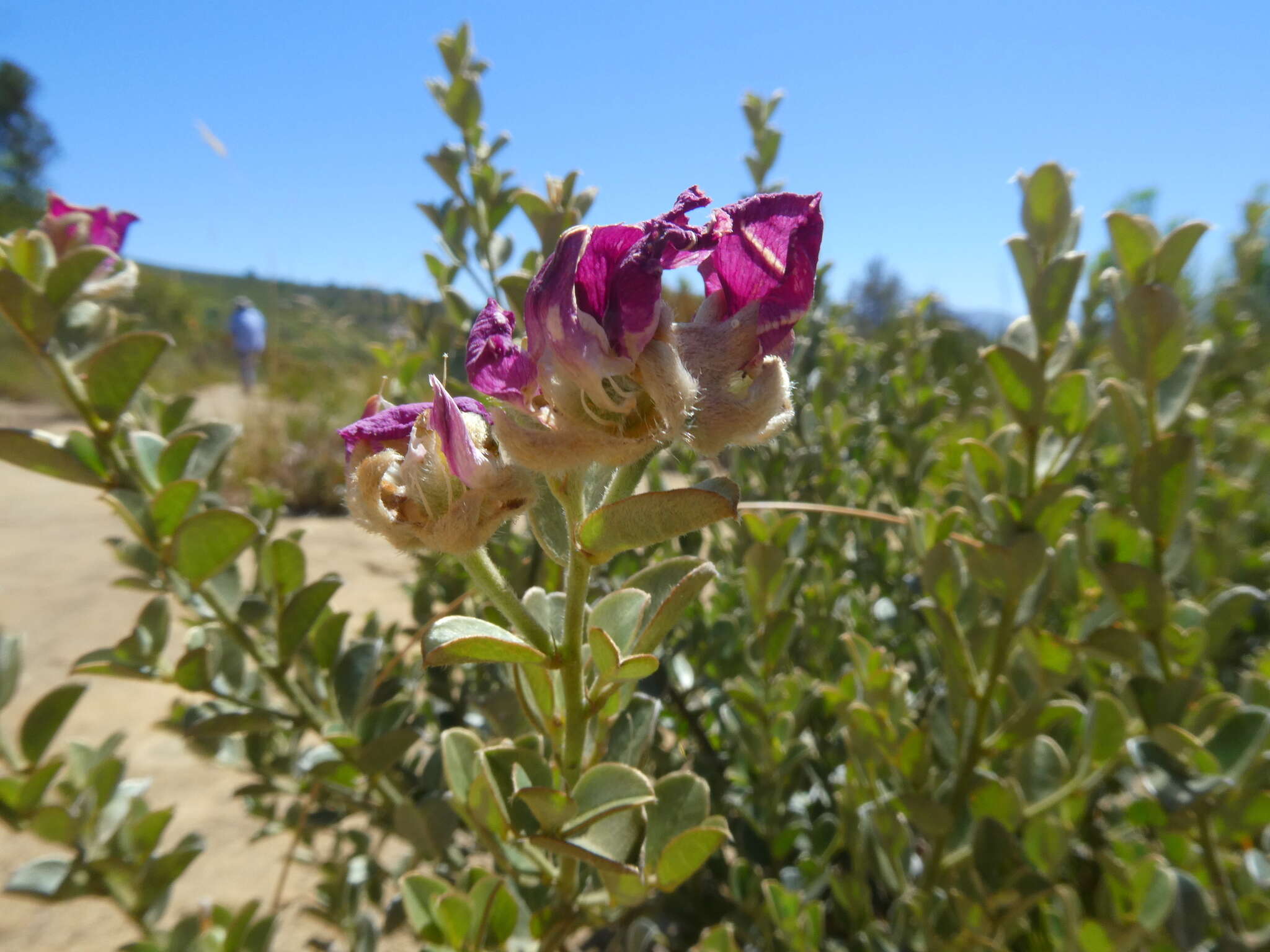 Image of <i>Podalyria variabilis</i>