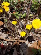 Image of coltsfoot