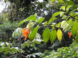 Image de Drymonia rubra C. V. Morton