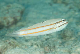 Image of Twostripe goby