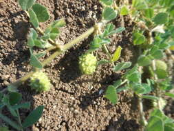 Image de Medicago doliata Carmign.