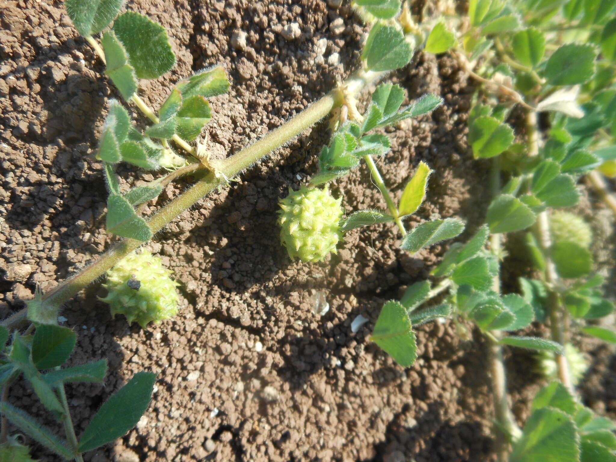 Image de Medicago doliata Carmign.