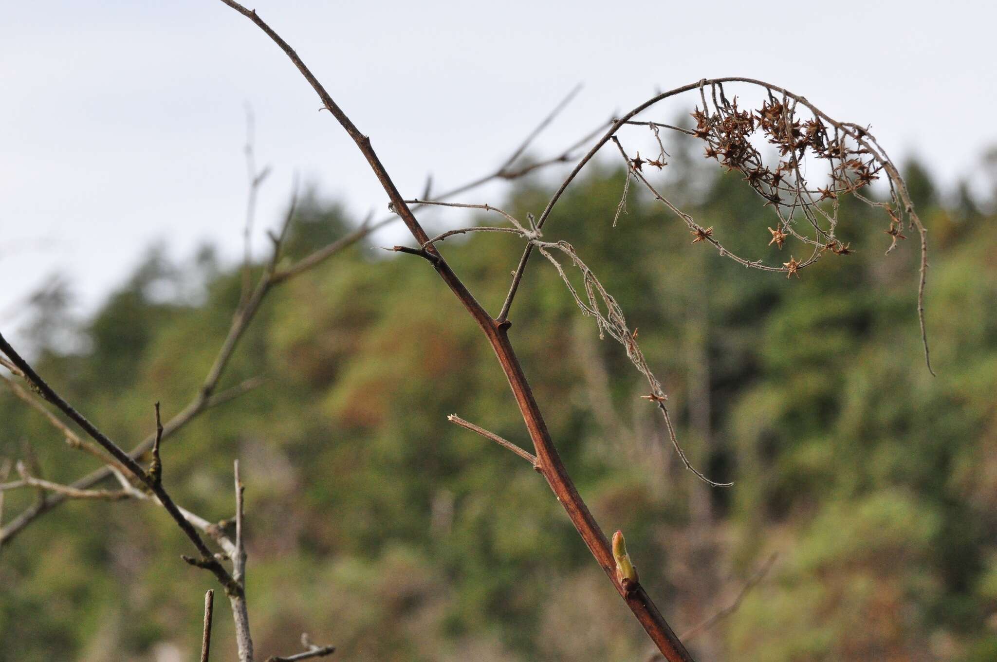 Image of Holodiscus discolor (Pursh) Maxim.