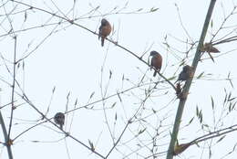 Image of Malabar Starling