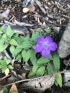 Image of Water bluebell