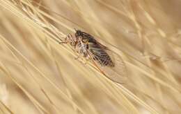 Image of tussock cicada