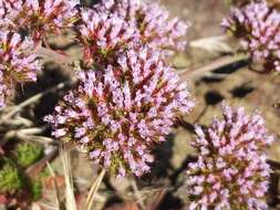 Image of Palmer's spineflower