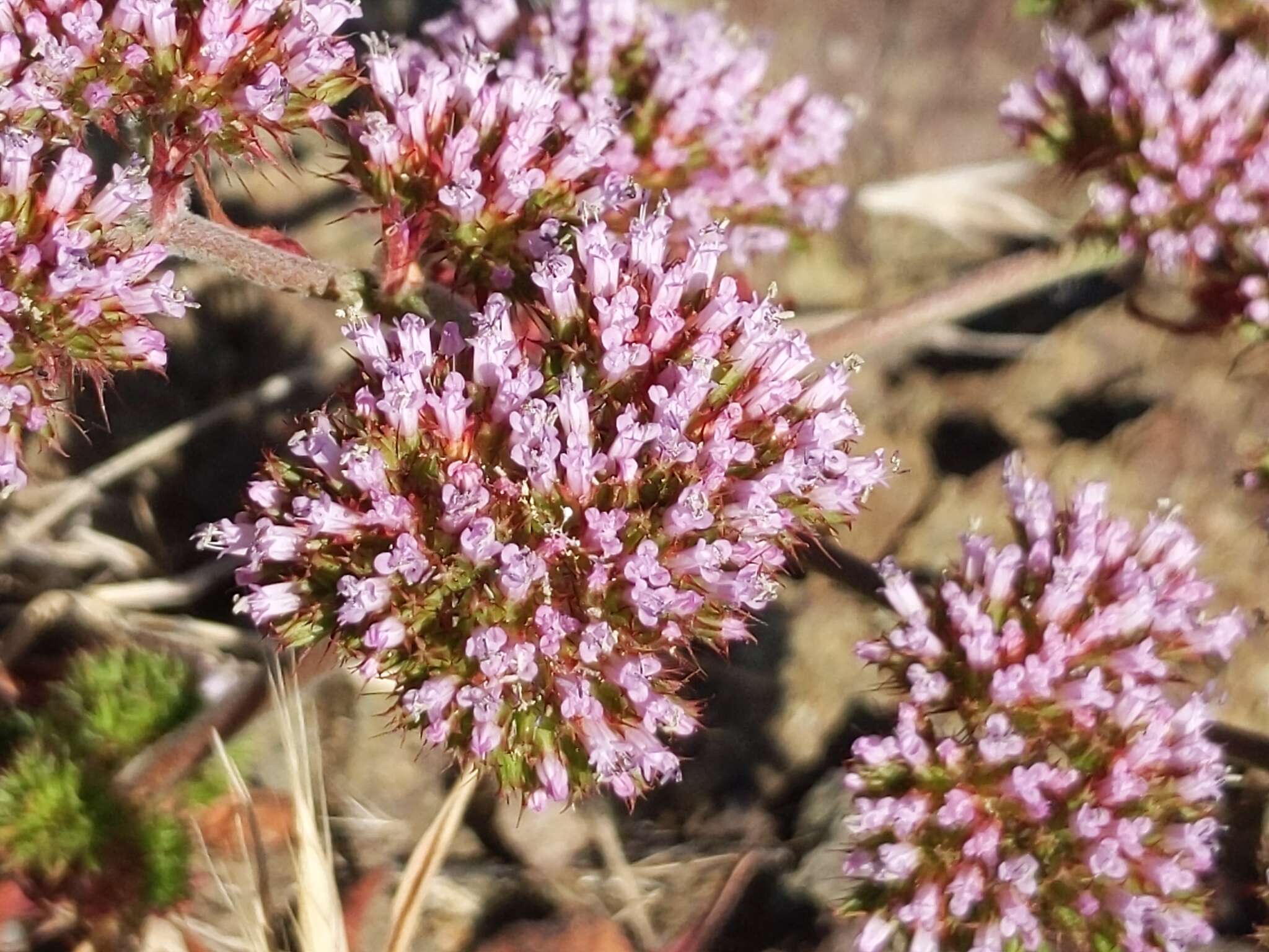 Image of Palmer's spineflower