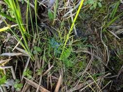 Image of bulblet-bearing water hemlock