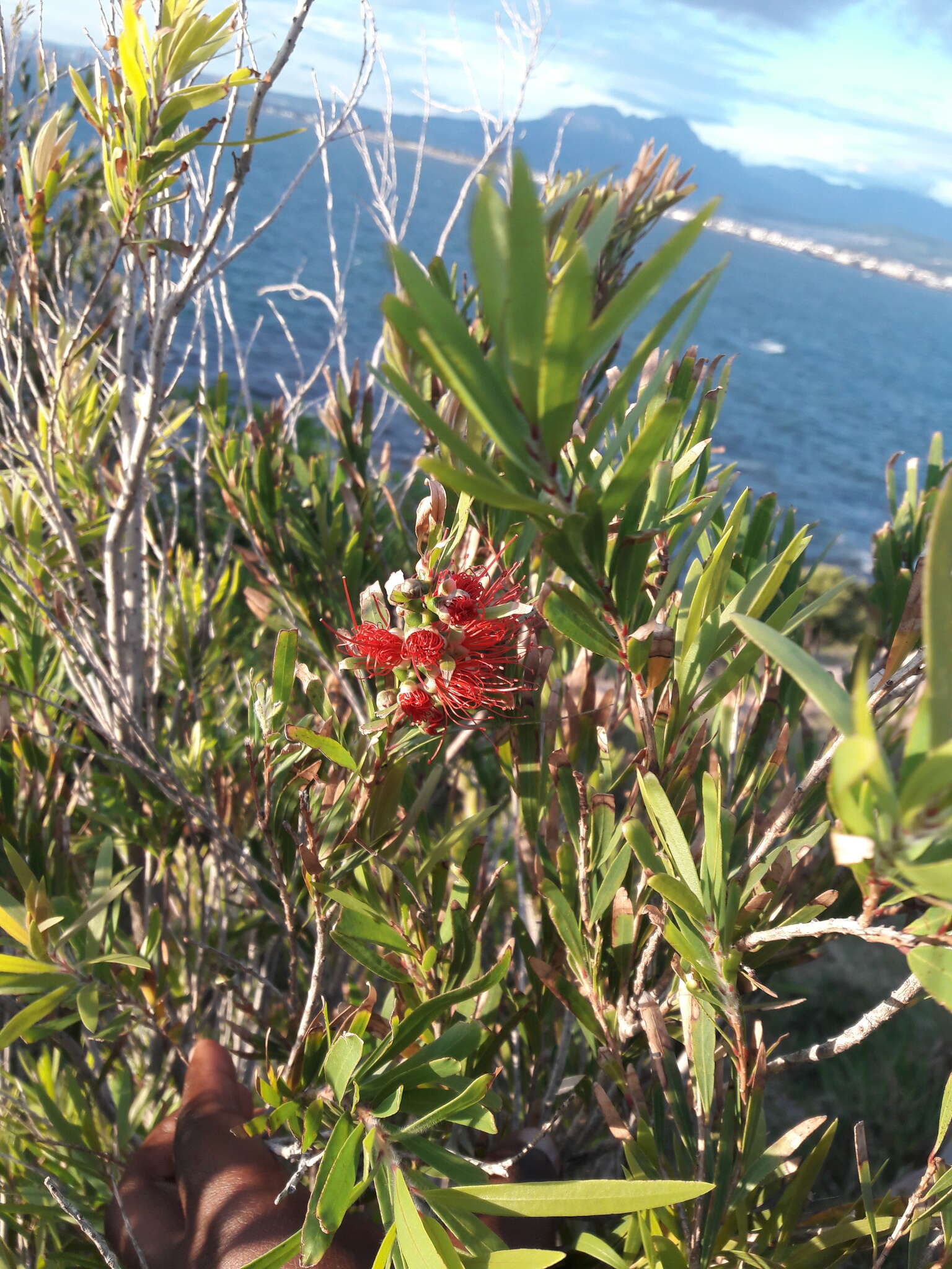 Image of Callistemon viminalis subsp. viminalis