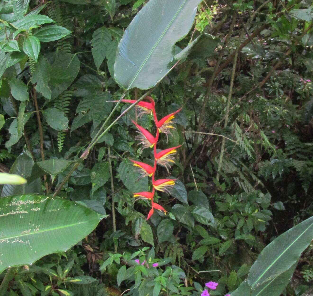 Image de Heliconia nutans Woodson