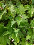 Persicaria senticosa (Meisn.) H. Gross的圖片