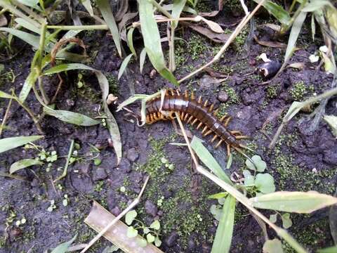 Image of Scolopendra viridis maya Saussure 1860