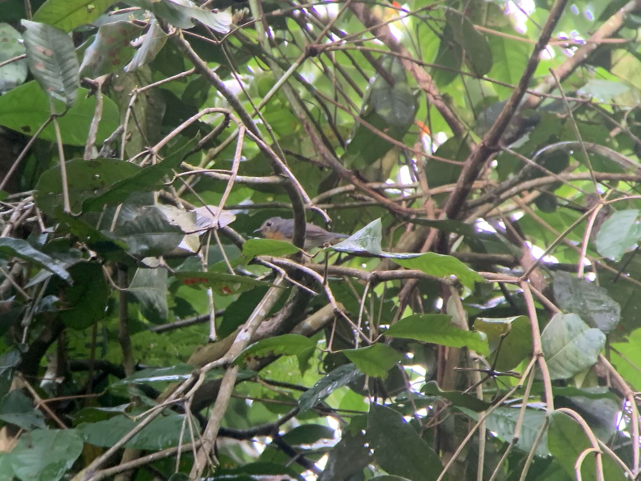 Image of Indochinese Blue Flycatcher