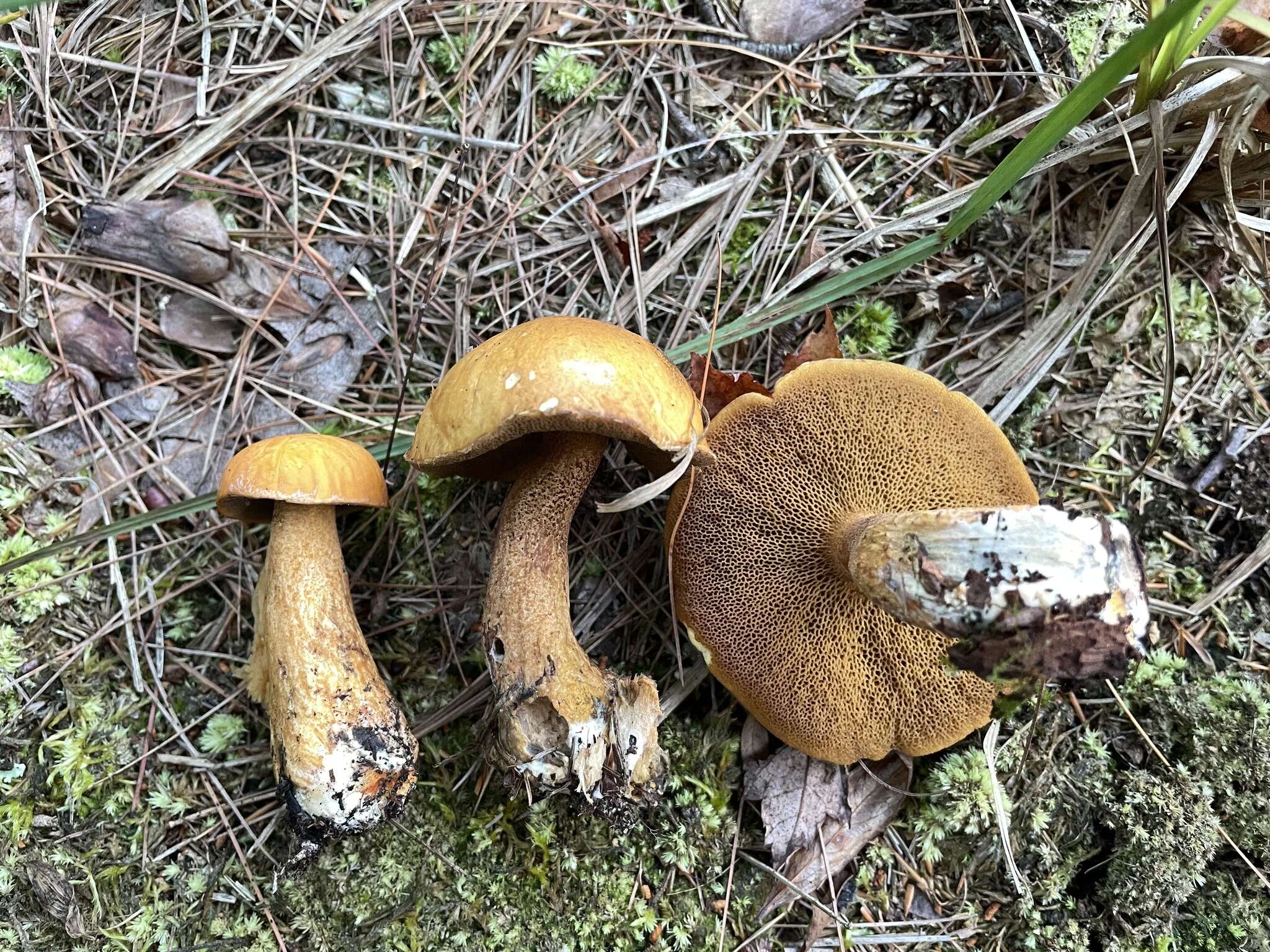 Image of Suillus punctipes (Peck) Singer 1945