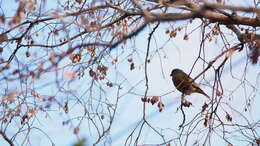 Image of Grey-capped Greenfinch