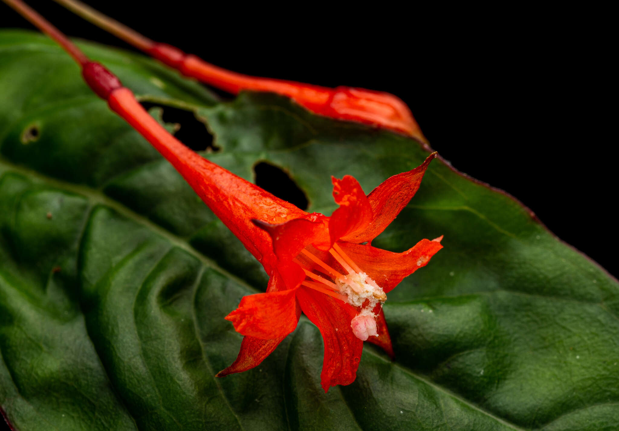 Image of Fuchsia venusta Kunth