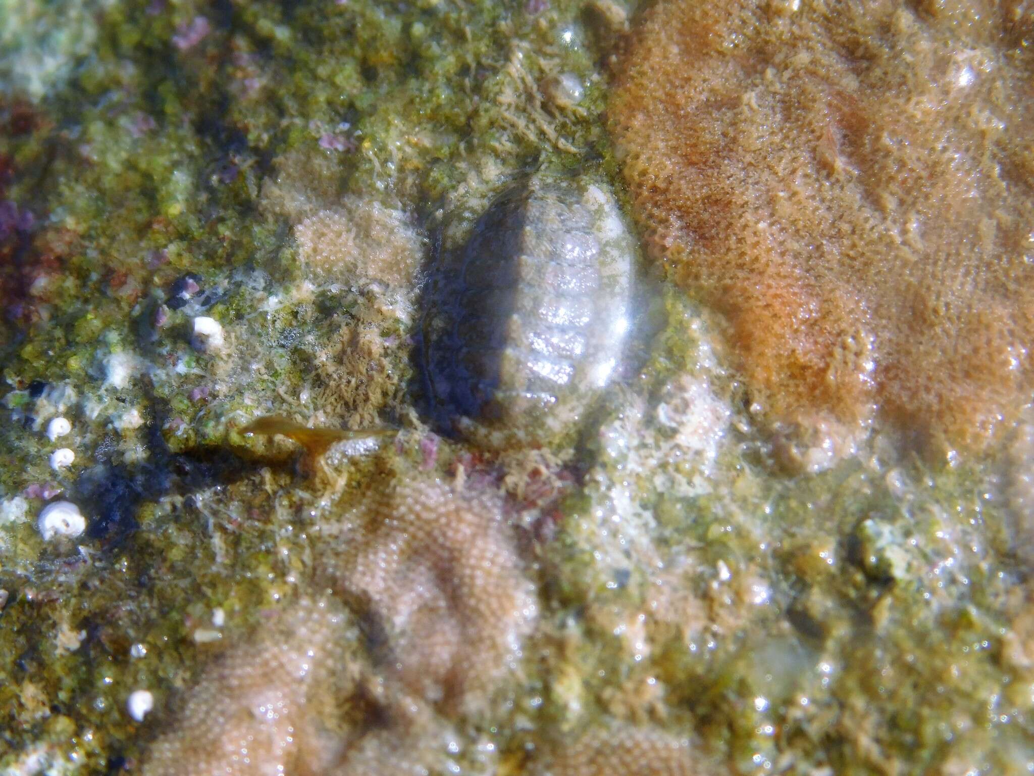 Image of keep's chiton