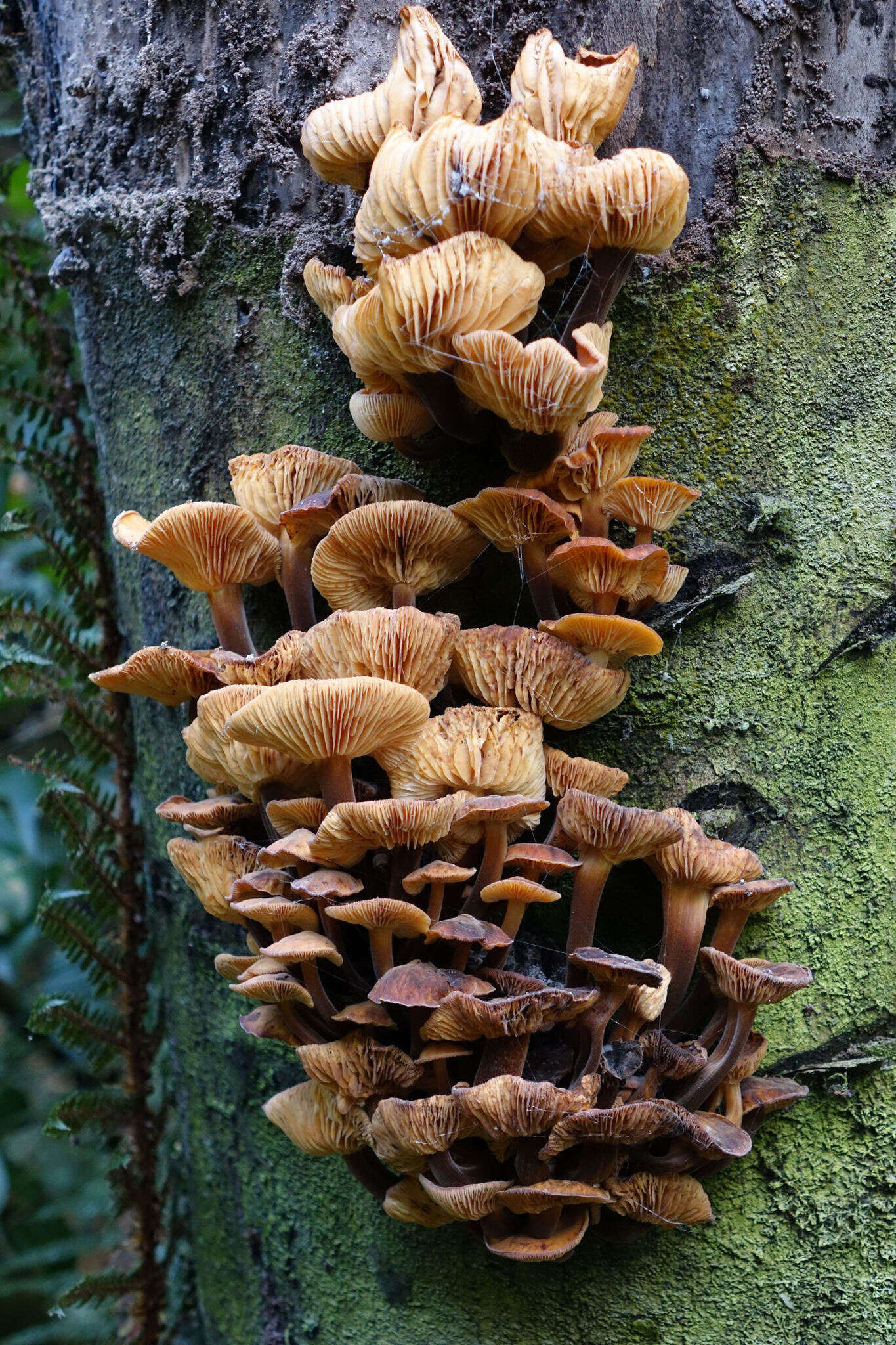 Plancia ëd Flammulina velutipes (Curtis) Singer 1951