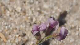 Image of gravel milkvetch